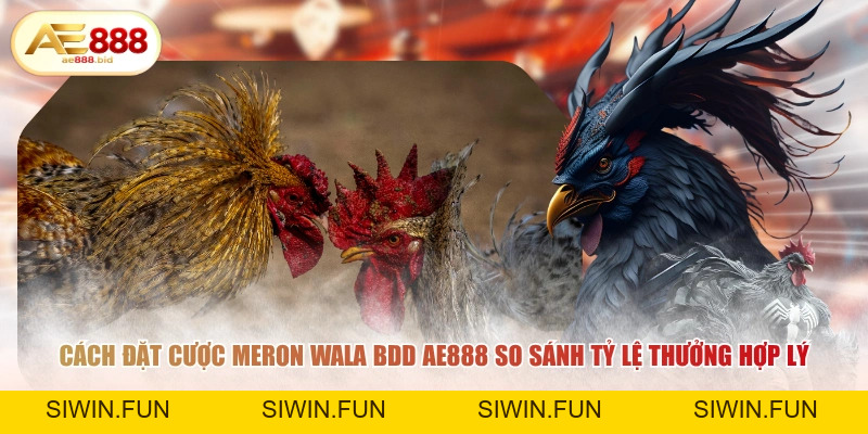 Ý Nghĩa Các Cửa Meron, Wala, BDD Trong Đá Gà AE888 - siwin Ý Nghĩa Các Cửa Meron, Wala, BDD Trong Đá Gà AE888 - siwin