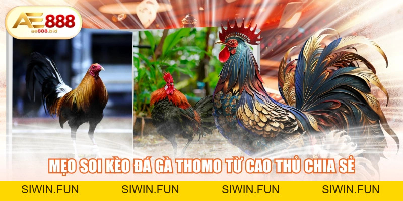 Mẹo Soi Kèo Đá Gà Thomo Ăn Tiền Tỷ Từ Cao Thủ AE888 - siwin